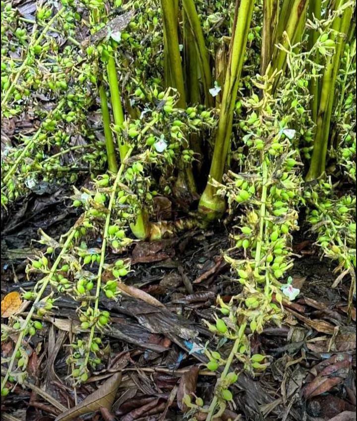 Farm Fresh Green cardamom - 8 mm Premium - 100 gm