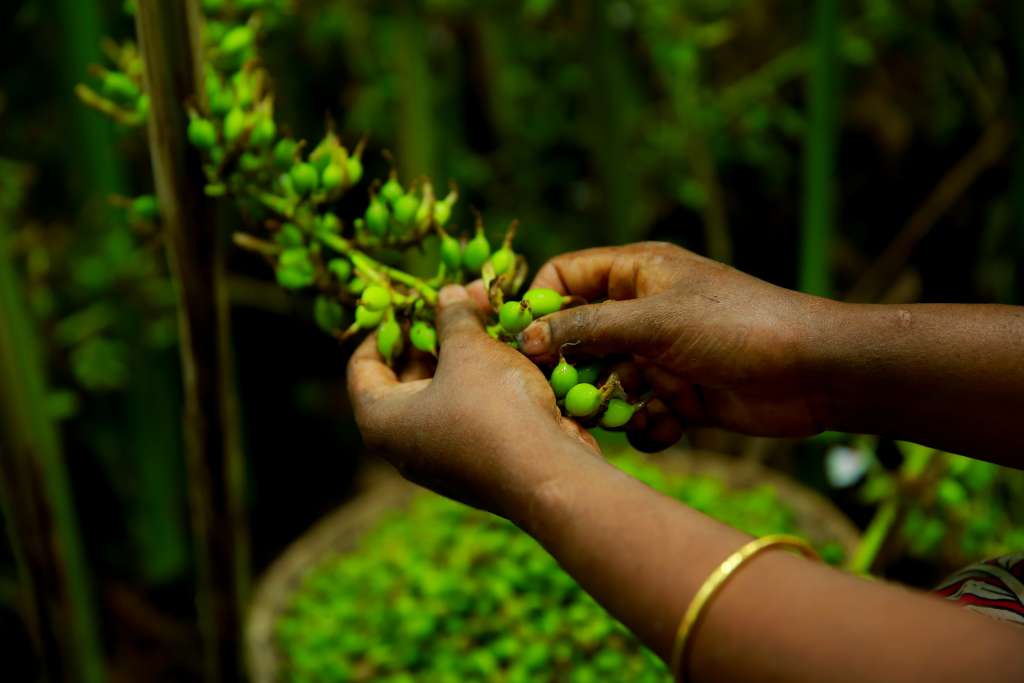 Farm Fresh Green cardamom - 8 mm Premium - 100 gm