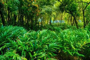 Farm Fresh Green cardamom - 8 mm Premium - 100 gm