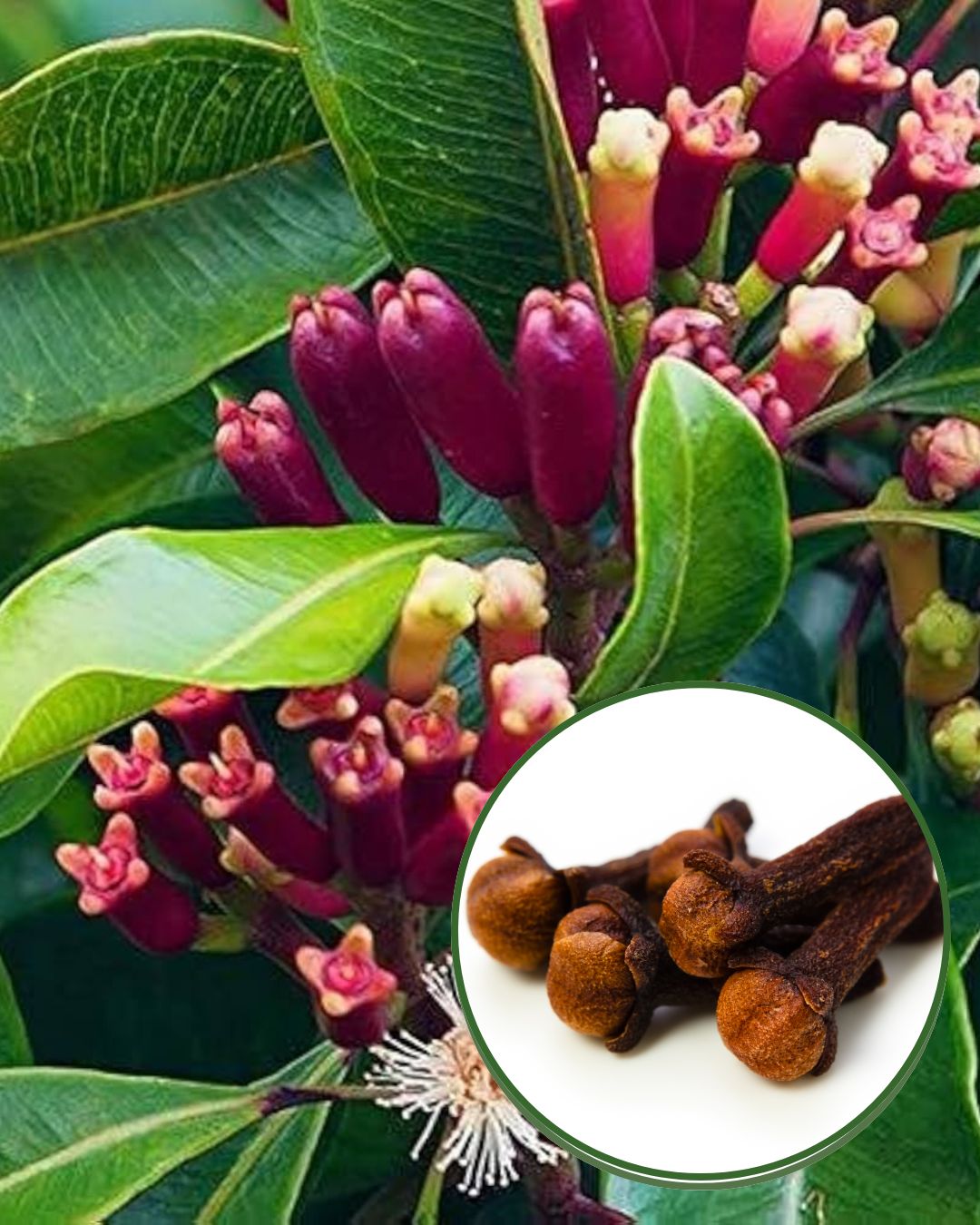 Farm Fresh Clove – 100 gm