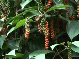 Farm Fresh Black Pepper - Premium _ 200 gm